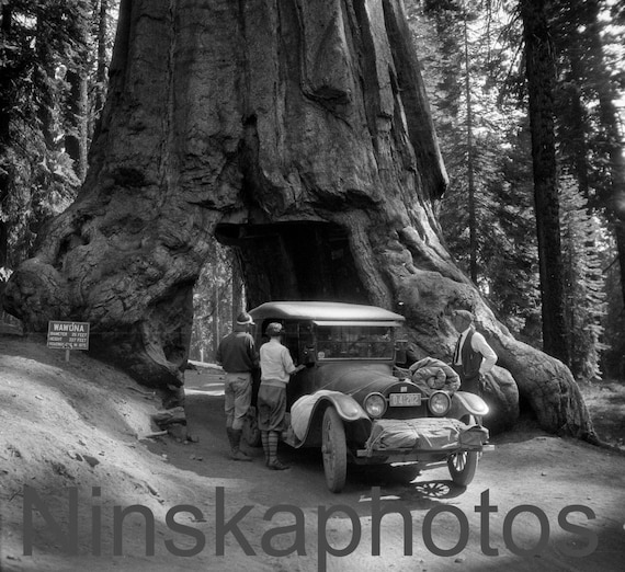 Driving through the Wawona Tree in Mariposa Grove, Yosemite, California, United States, 1920s antique photo reprint - Sequoia Tree