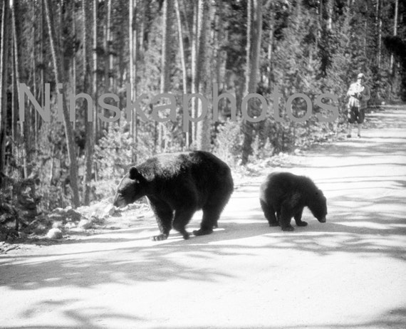 Mother and Baby Bear, Yellowstone Park, Wyoming, United States, 1920s antique photo reprint, animal photo
