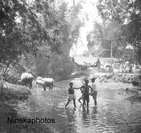 Yogyakarta - Boys and Cows in River - Java, Indonesia - 1925 - Fine Art Antique Photo Print - BNW - Vintage Photo - 3164