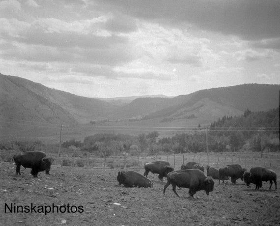 American Bison at Yellowstone National Park, Wyoming 1926 Animal Wildlife Photography - Framed Fine Art Antique Photo Print - Vintage 6215