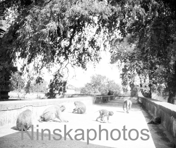 Monkey group in Varanasi, India, by J. Dearden Holmes, 1920s antique photo reprint, vintage photo, Animal photo, chimp, monkey, ape, primate