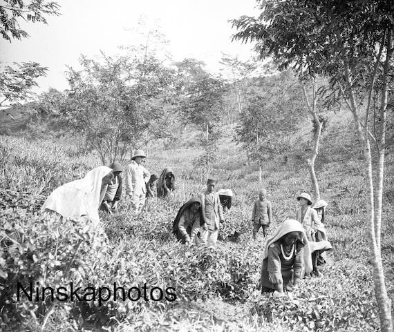 Darjeeling Tea Factory - Women Pruning Tea Plants - Nagri - India - 1925 - Fine Art Antique Photo Print - Vintage Photo - 1118