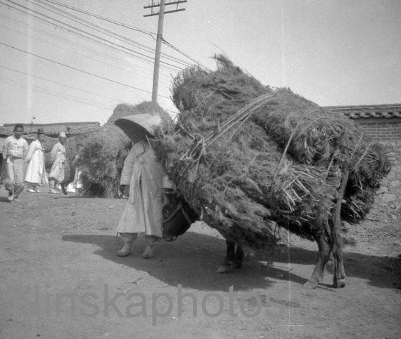 Seoul, Korea 1925 - Seoul Street Scene - 1920s antique photo reprint, vintage photo, art photo, South Korea, Cows Transporting Wood