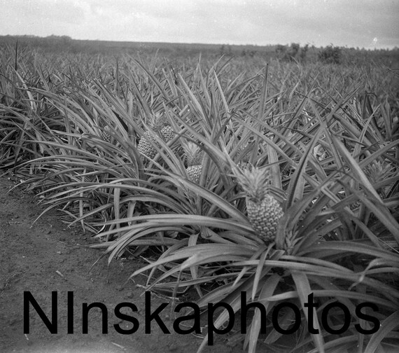 Pineapple Plant near Honolulu, Hawaii, United States, 1920s antique photo reprint - Pineapple - Wall Decor - Fruit - Art Photo - Home Decor