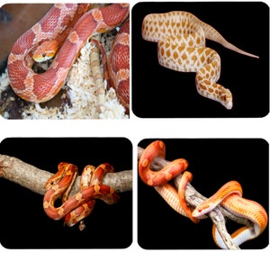 May include: Four different images of snakes. The first image shows a red and orange corn snake curled up on a bed of wood shavings. The second image shows a light brown and white snake with a spotted pattern curled up on a black background. The third image shows a red and orange corn snake curled up on a branch. The fourth image shows a red and orange corn snake curled up on a branch.