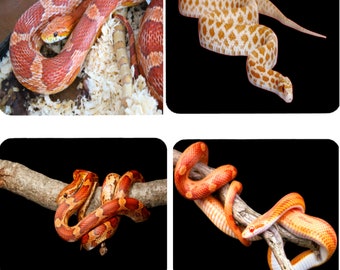 Snake Lover Large Mouse Pad 9x7 Corn Snake Art Print for Computer Gaming Desk Mat Mousepad Gift