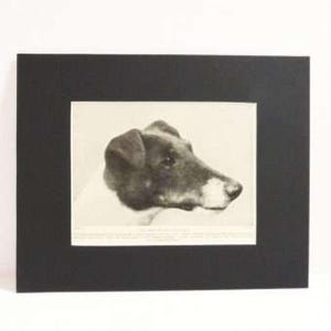 Smooth Fox Terrier Dog Photo Print c.1934