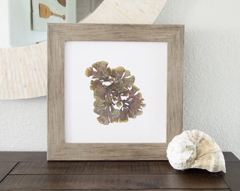 12x12 "Swirl II" Coastal Botanical Art Print - pressed marine algae art, coastal gallery wall, beach house decor