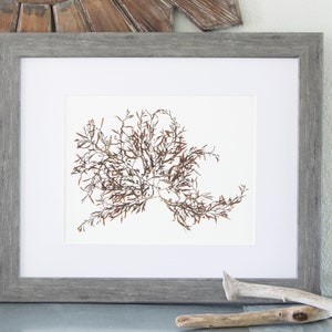 11x14 &quot;Riptide&quot; Coastal Botanical Art Print - pressed marine algae art, coastal beach house decor