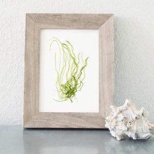 5x7 &quot;Port&quot; Coastal Botanical Art Print - pressed marine algae art, coastal beach house decor