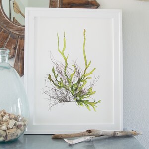18x24 &quot;Currents&quot; Coastal Botanical Art Print - pressed marine algae art, coastal beach house decor