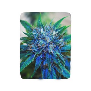 May include: A close-up of a marijuana bud with blue and green hues. The bud is surrounded by green leaves.