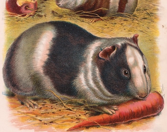 Conejillos de Indias con Litografía de Zanahoria y Manzana, C. 1901