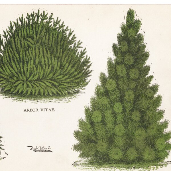 Christmas Tree Print: Norway Spruce & White Pine, C. 1880