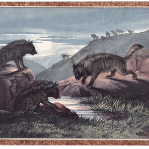 Puede incluir: Una ilustraci&oacute;n vintage que representa un grupo de hienas en un paisaje monta&ntilde;oso. Las hienas se representan en varias poses, con una hiena en primer plano comiendo una carcasa. La ilustraci&oacute;n est&aacute; realizada en un estilo realista con pinceladas detalladas y colores apagados.