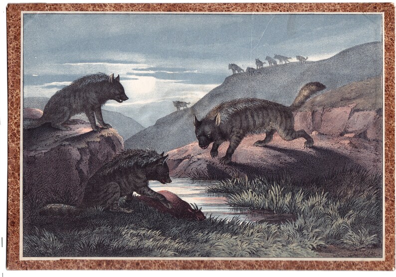 Puede incluir: Una ilustraci&oacute;n vintage que representa un grupo de hienas en un paisaje monta&ntilde;oso. Las hienas se representan en varias poses, con una hiena en primer plano comiendo una carcasa. La ilustraci&oacute;n est&aacute; realizada en un estilo realista con pinceladas detalladas y colores apagados.