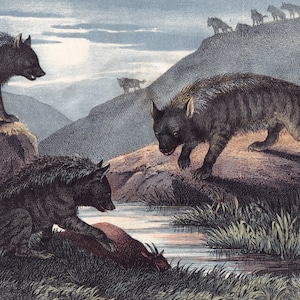 Puede incluir: Una ilustraci&oacute;n vintage que representa una manada de lobos grises en un paisaje monta&ntilde;oso. Los lobos se representan en una variedad de poses, incluyendo de pie, corriendo y bebiendo de un arroyo. La ilustraci&oacute;n est&aacute; hecha en un estilo realista y presenta un pelaje y una musculatura detallados.