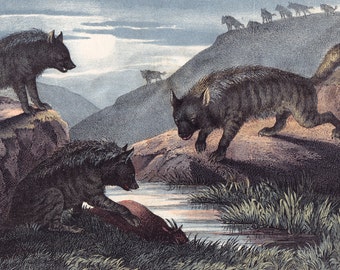 Instructive Picture Book Hyenas