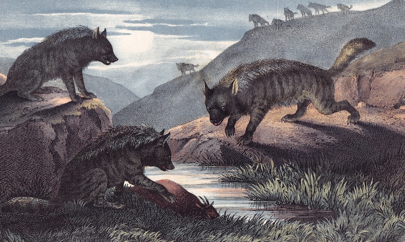 Puede incluir: Una ilustraci&oacute;n vintage que representa una manada de lobos grises en un paisaje monta&ntilde;oso. Los lobos se representan en una variedad de poses, incluyendo de pie, corriendo y bebiendo de un arroyo. La ilustraci&oacute;n est&aacute; hecha en un estilo realista y presenta un pelaje y una musculatura detallados.