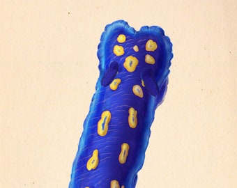 California Blue Dorid