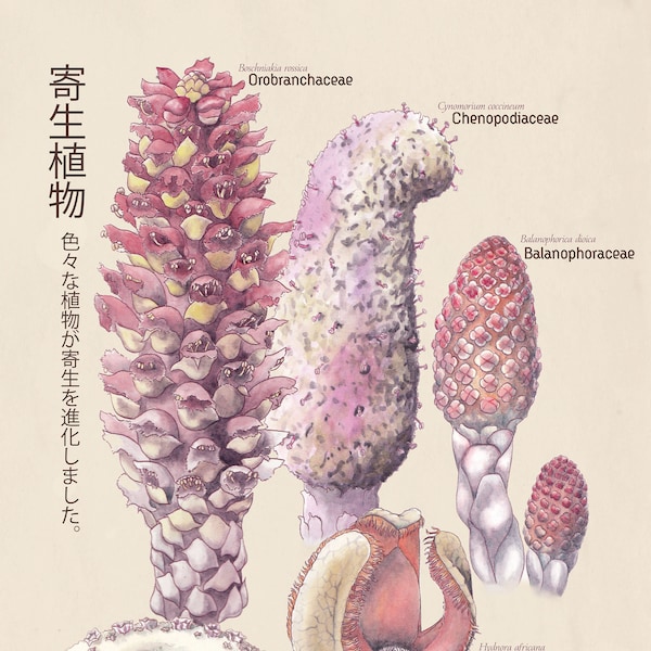 Parasitic Plant Families