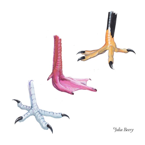 Bird Feet Etsy