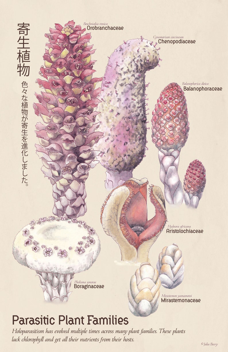 Parasitic Plant Families image 1