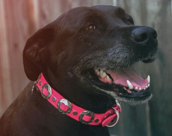 Lone Star Dog Collar