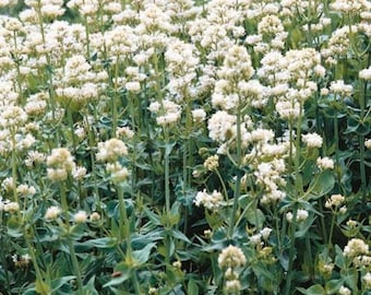 White Jupiter's Beard Flower Seeds/Centranthus Ruber Albus/Perennial  40+