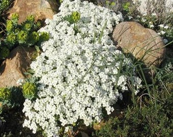 Arabis White Wall Rock Cress/Alpina Snow Peak/Perennial    50+