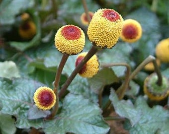 Toothache Plant Seeds/Spilanthes Oleracea/Perennial  100+