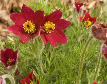 Red Pasque Flower Seeds/Anemone Pulsatilla/Perennial   25+