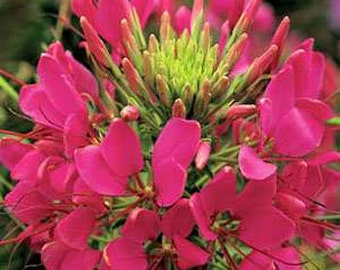 Rose Queen Cleome Flower Seeds/Hassleriana/Annual  50+