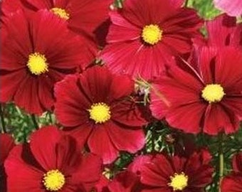 Cosmos Sensation Dazzler Flower Seeds/Bipinnatus - Mexican Aster/Annual   40+