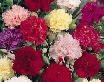 Carnation Chabaud Mix Flower Seeds/Dianthus Caryophyllus/Perennial   40+