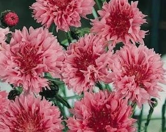 Red Dwarf Tom Pouce Cornflower Flower Seeds/Bachelor's Button/Centaurea Cyanus/Annual    50+