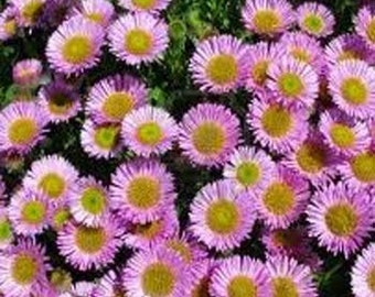 Pink Aster Flower Seeds/Alpinus/Perennial 40+