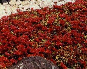 Sedum Dragons Blood Etsy