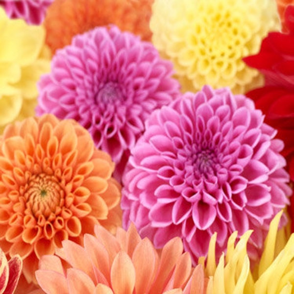 Pompon Dahlia Mix Flower Seeds /Dahlia Variabilis/Annual   35+