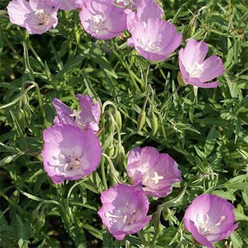 Lilac Godetia Flower Seeds/bottae/annual 100 Etsy