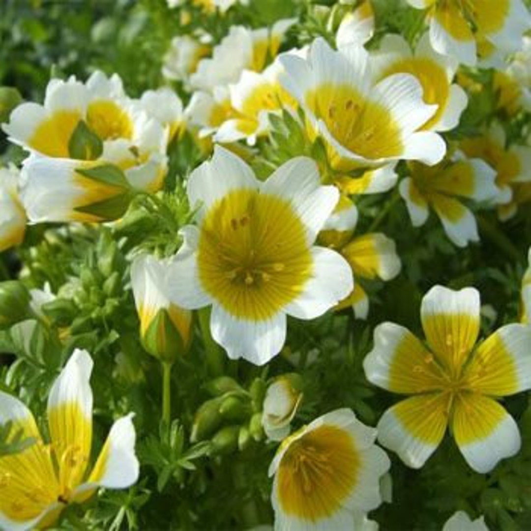 Poached Egg Plant Seeds/limnanthes Douglasii/annual 50 Etsy