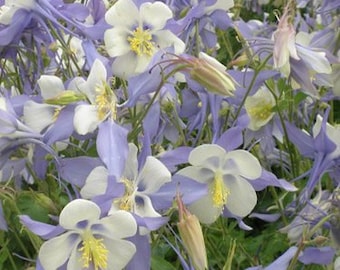 Aquilegia Blue Star Columbine Flower Seeds/Caerulea/Perennial 50+