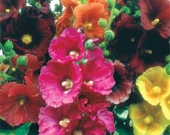 Alcea Hollyhock Queeny Mix Flower Seed/ Perennial 50+