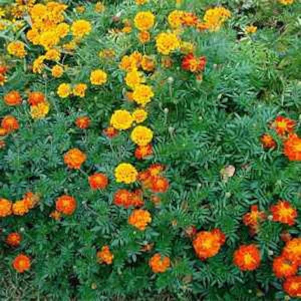 Marigold Tagetes Patula Mix Flower Seeds/Annual    50+