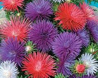 China SeaStar Aster Mix Flower Seeds/Callistephus Chinensis/Annual   40+