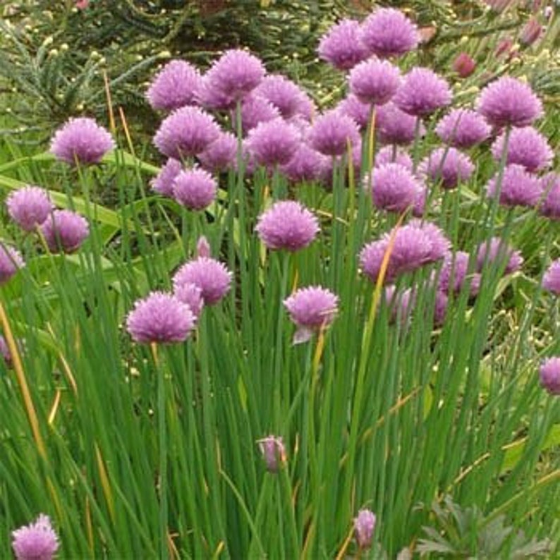 Chives Herb Flower Seeds/Allium Schoenoprasum/Perennial 100 image 1