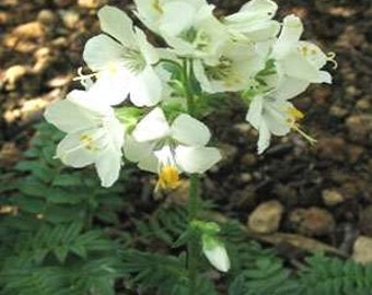 White Pearl Jacob's Ladder Flower Seeds/Perennial  70+