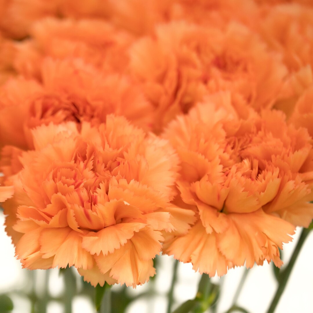 Orange Carnation/dianthus Caryophyllus Chabaud /perennial 40 Etsy