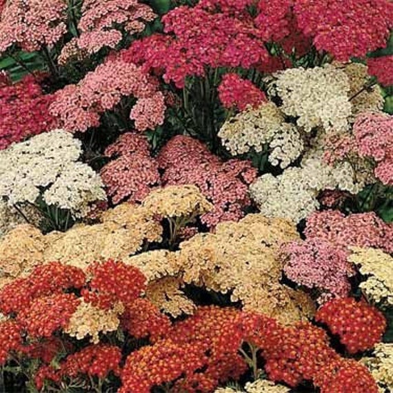 Image of Yarrow berries in a cake