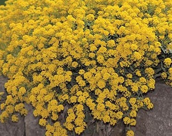 Mountain Gold Alyssum Flower Seeds/Montanum/Perennial    60+